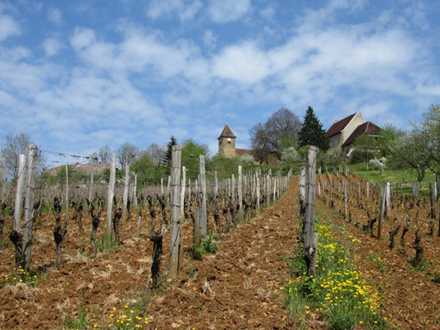 Vue sur les vignes et l'église Saint-Barthélemy