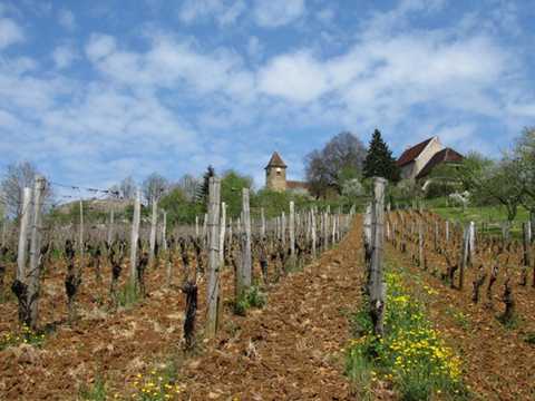 Entre vignoble et Bresse Jurassienne