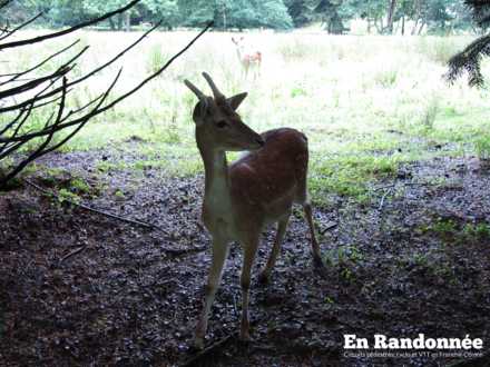 Daims de la Tréfilerie