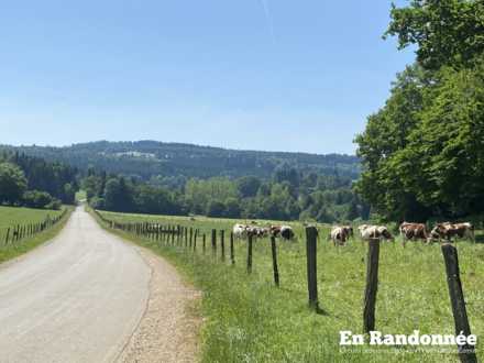 Route D339 vers La Violette