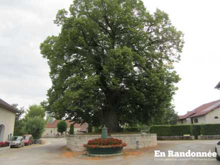 Tilleul remarquable, rue de l'oratoire