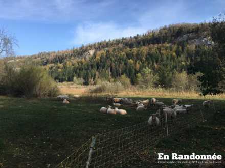 Prairie avec moutons