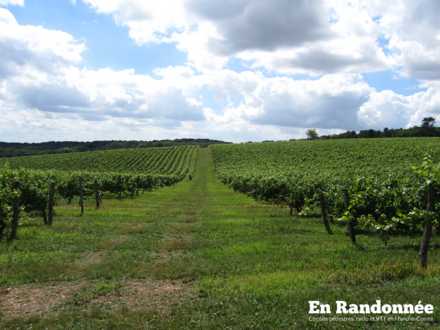 Vignobles du côteau de Champlitte