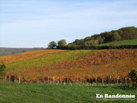 Le vignoble de Pupillin