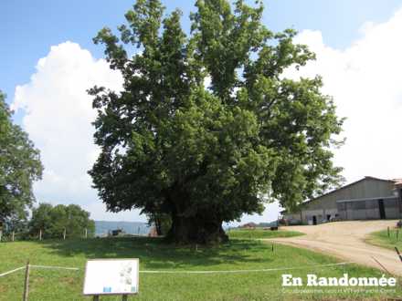 Tilleul des Granges Sauvaget