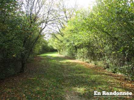 Sentier de l'arboretum