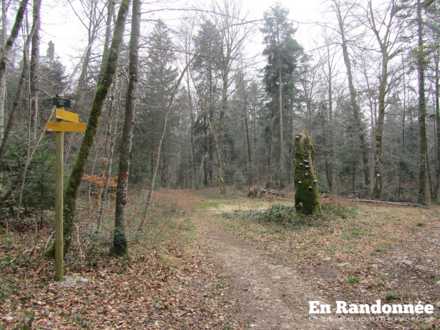 Forêt de Champagnole en direction de Syam