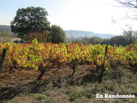 Vignes sur la route de Pagney
