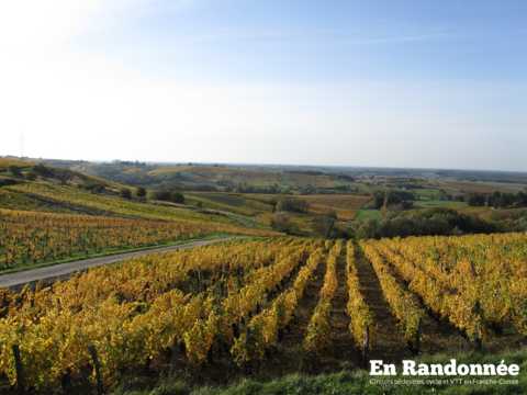 Le vignoble de Pupillin